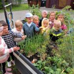 Dzieci oglądają warzywa w ogródku przedszkolnym