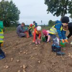 Dzieci uczestniczą w wykopkach