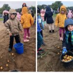 Dzieci wrzucają ziemniaki do wiaderka