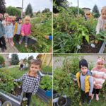 Przedszkolaki oglądają warzywa w ogródku przedszkolaków