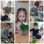 Mróweczki sądzą hiacynty i stokrotki