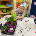 dzieci z oddziału Bratki sadzą kwiatki