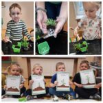 Mrówki poznają etapy wzrosu roślin