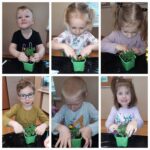 Mrówki sądzą bratki