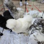 Kurki-jedwabiste-w-kojcu