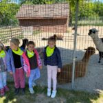 Dzieci przed zagrodą z lamami