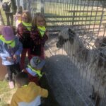 Przedszkolaki oglądają lamy