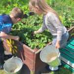 dzieci zrywają truskawki