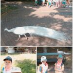 Dzieci oglądają białego pawia