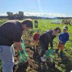 Rodzice-z-synami-zbieraja-do-workow-ziemniaki