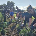 Rodzice-zbieraja-ziemniaki-do-wiaderek