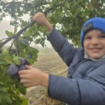 Chlopiec-zrywa-sliwk