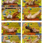 Leniwce zawieszone na drzewie - gimnastyka smyka