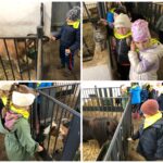 Motylki poznają zwierzęta gospodarcze