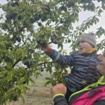 Pani-zrywa-sliwki-z-chlopcem