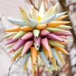 Jeżyk w wykonaniu Marysi