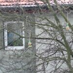 Ptaki zjadają przysmaki powieszone przez dzieci