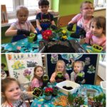 Motylki sadzą cebulki