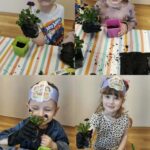 Mrówki poznają budowę roślin